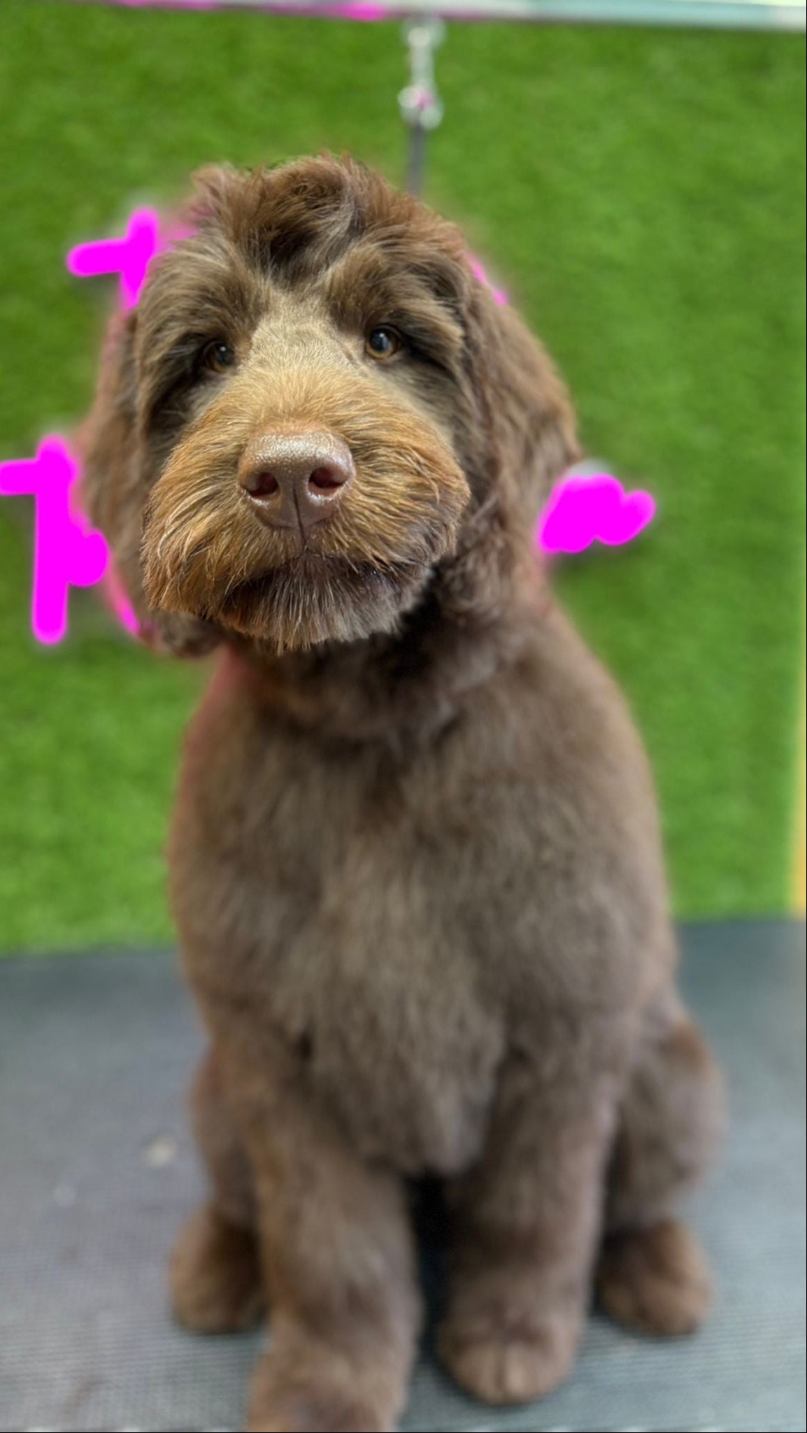 Brown dog labradoodle sitting on a grooming table surface with a green background