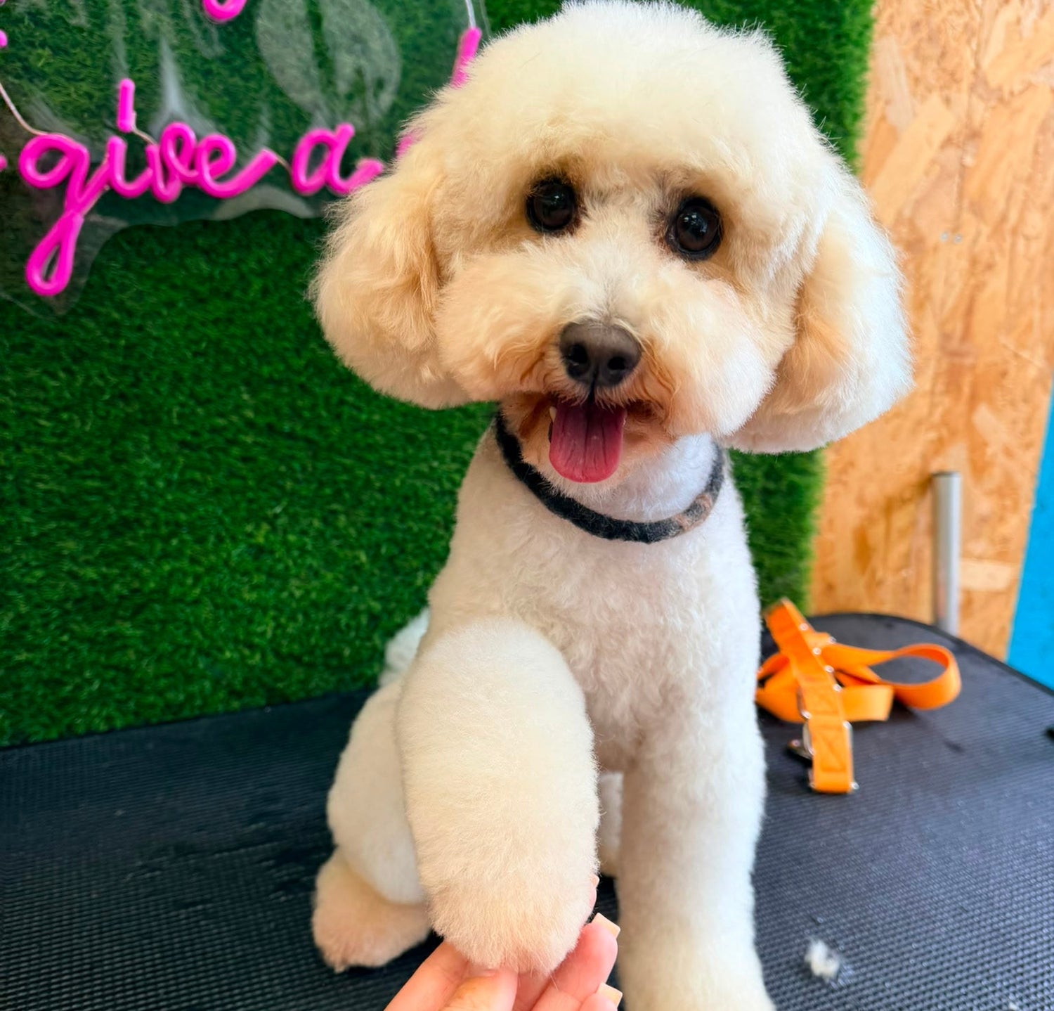 Small white dog sitting on a table with a hand holding its paw, against a green and pink background.