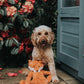 My Dog Fox Separation and Anxiety Crinkle Toy