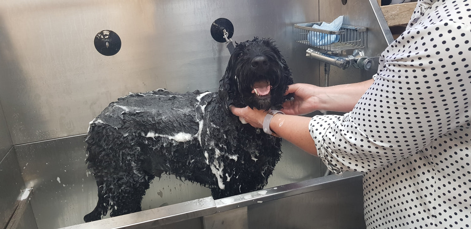 Owner washing her dog at the Riber Pets Self Service Dog Wash in Matlock