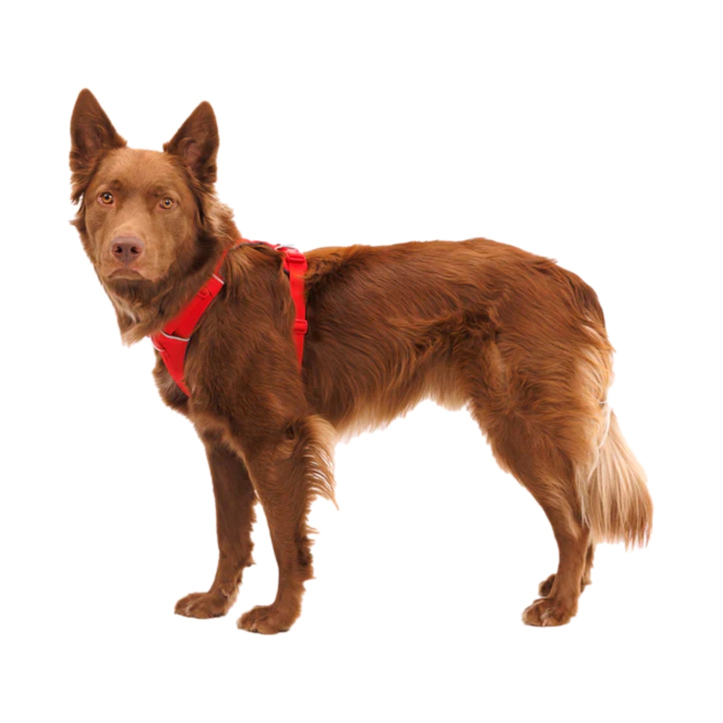 Ruffwear Front Range Harness Red Canyon