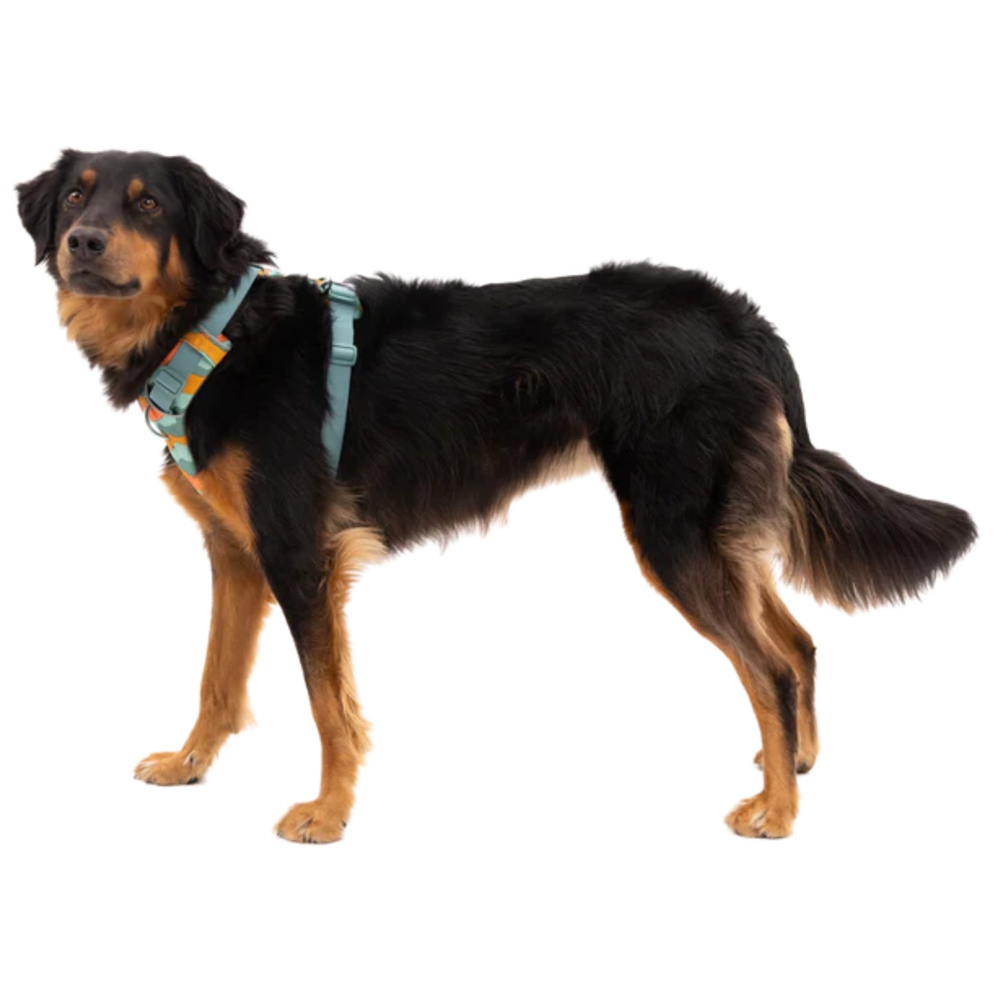 Ruffwear Front Range Harness River Rock Green