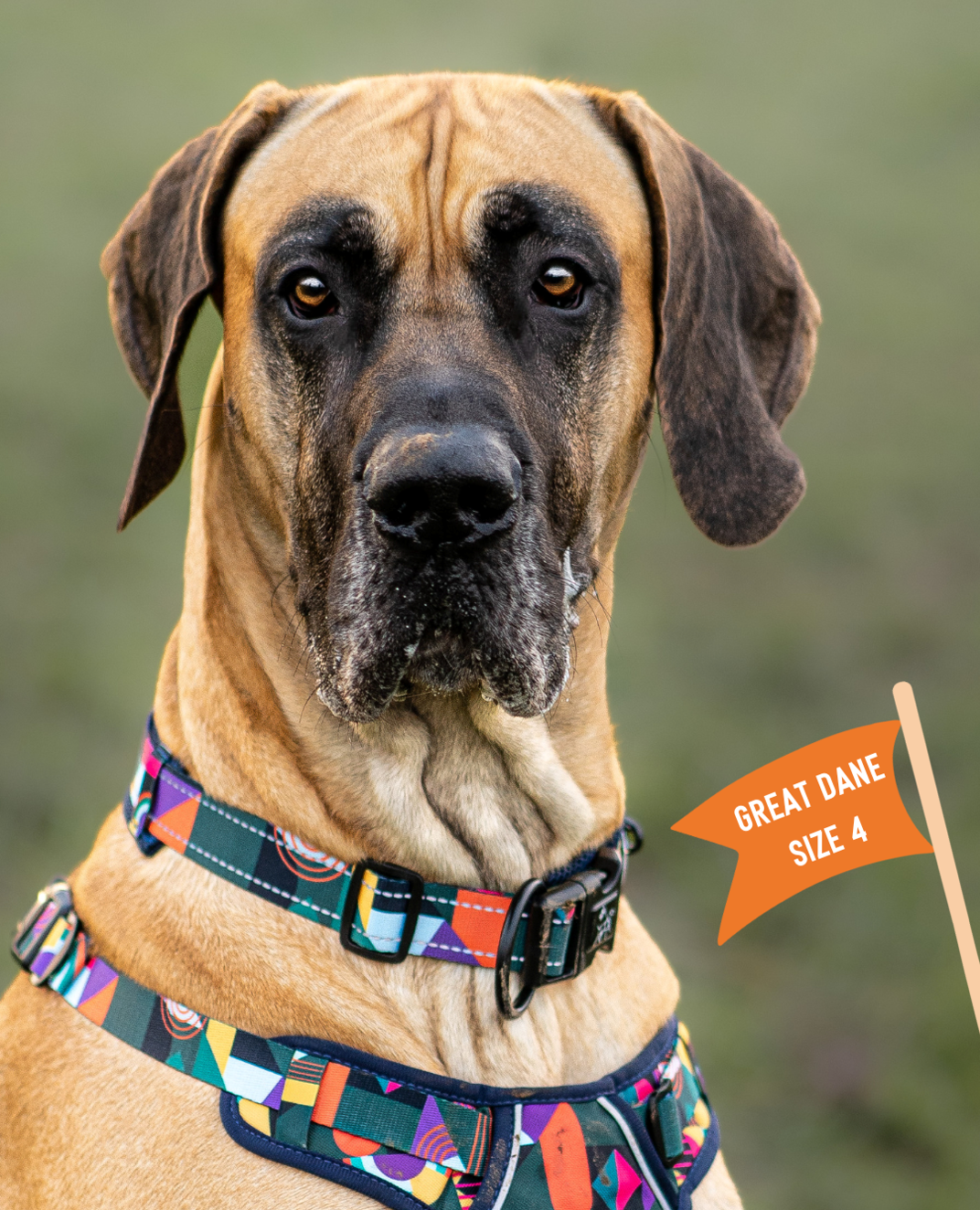 Twiggy Tags Aurora Adventure Collar