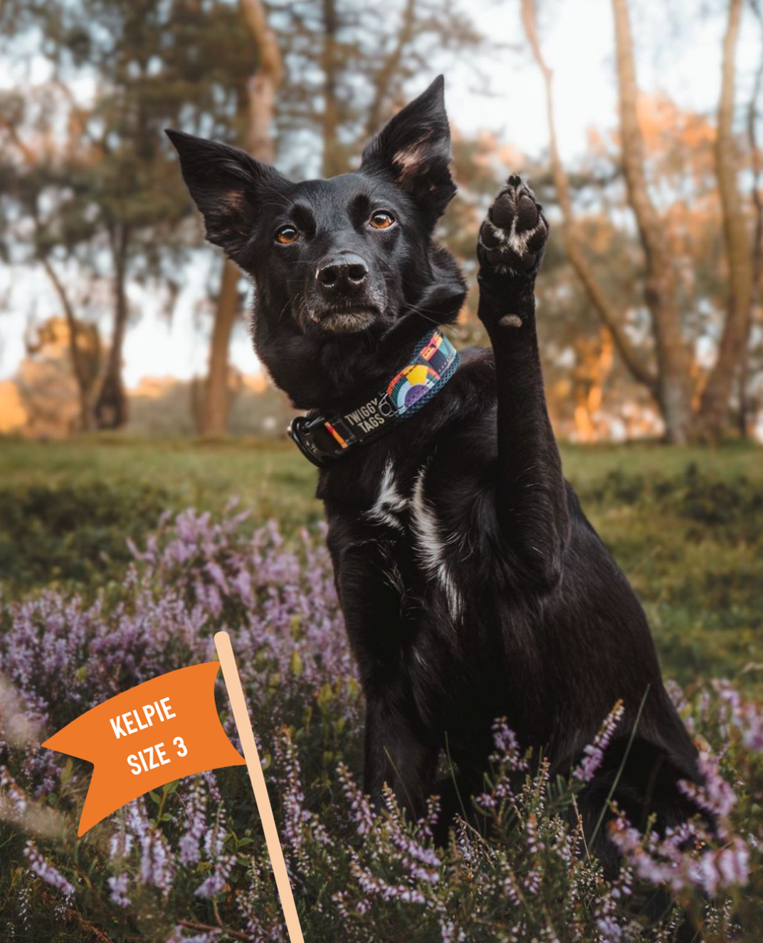 Twiggy Tags Aurora Adventure Collar