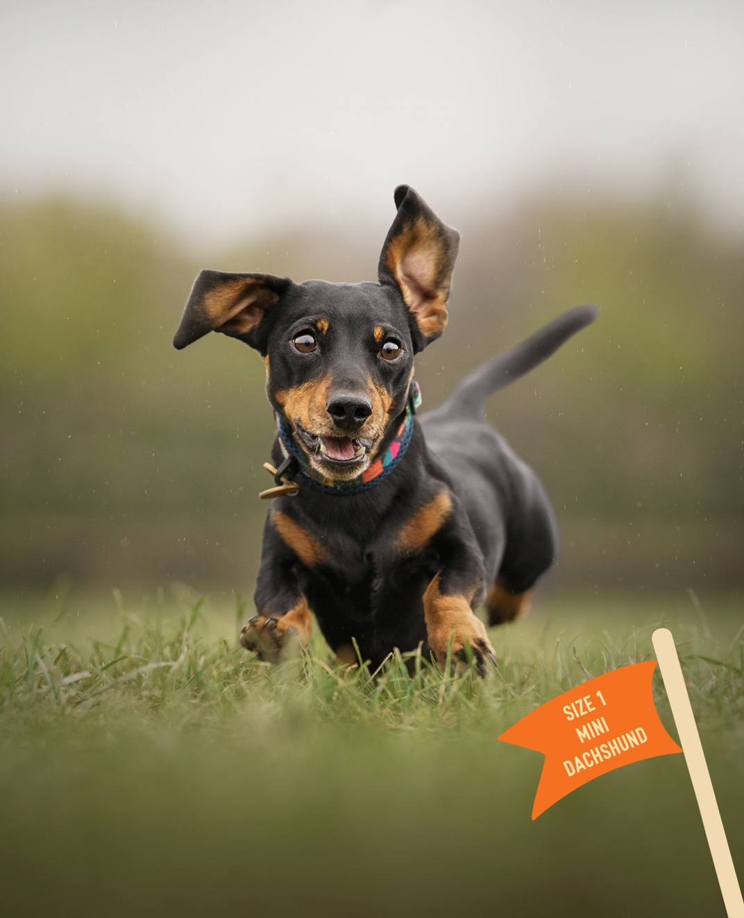 Twiggy Tags Aurora Adventure Collar