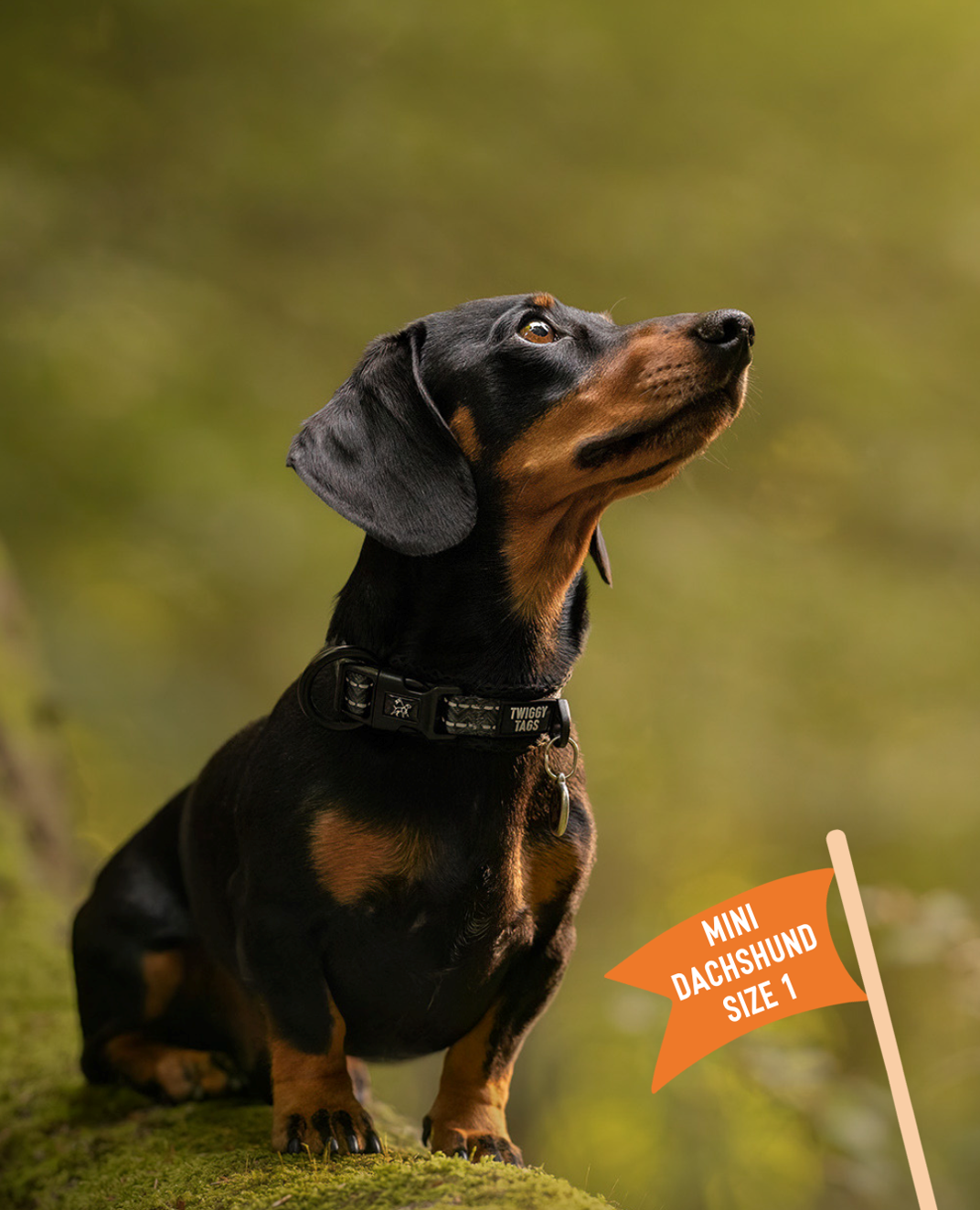 Twiggy Tags Petrichor Adventure Collar