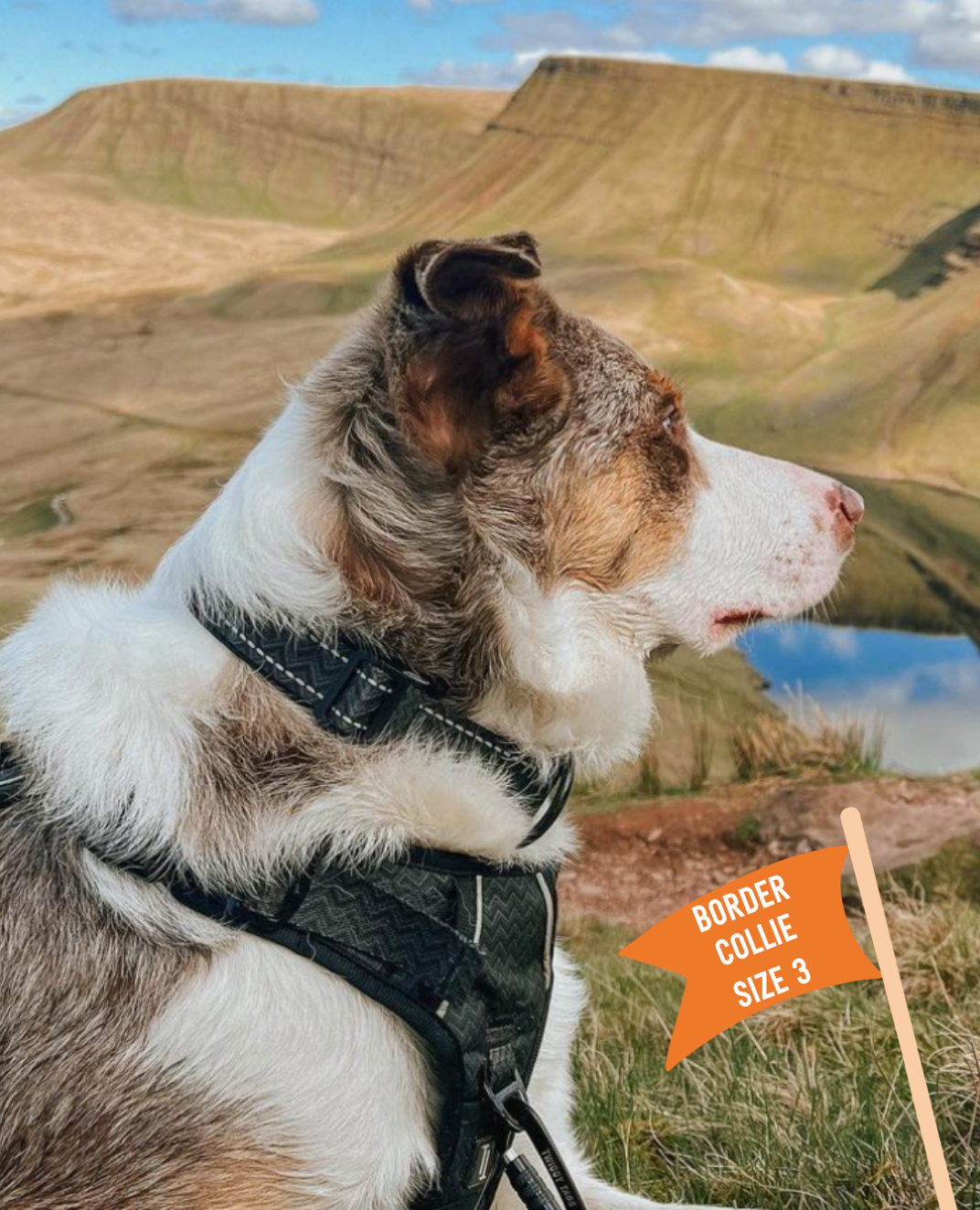 Twiggy Tags Petrichor Adventure Collar