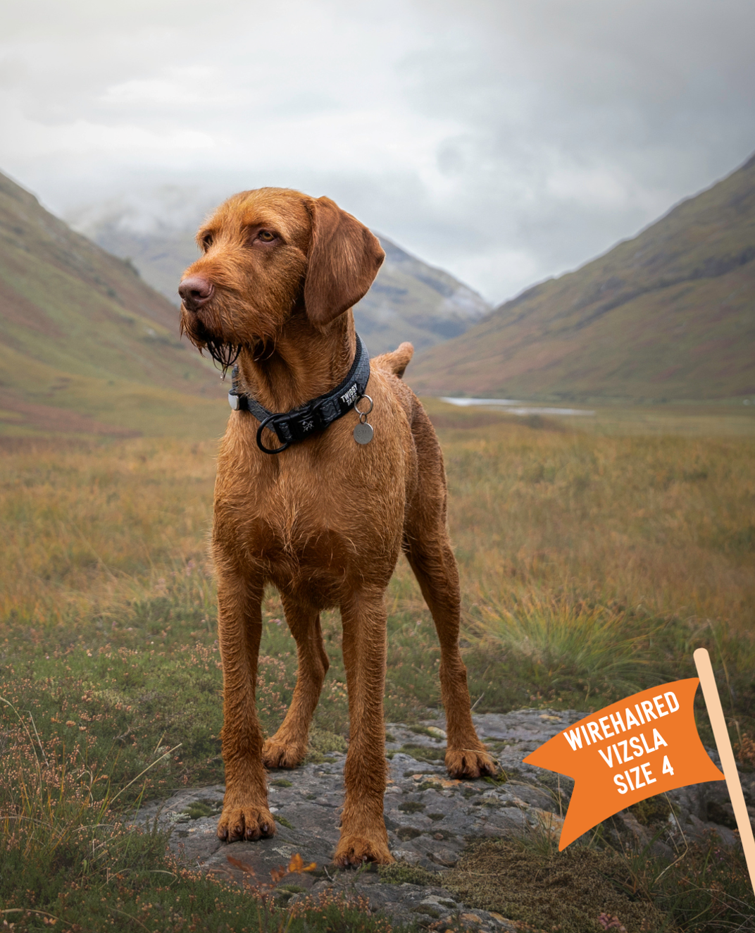 Twiggy Tags Petrichor Adventure Collar