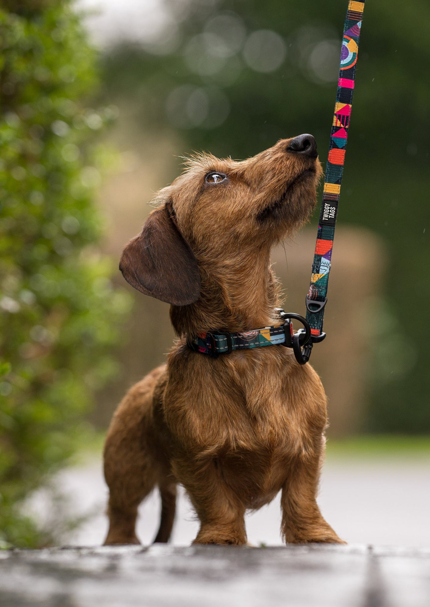 Twiggy Tags Aurora Adventure Lead