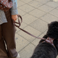 Cocopup London Biscotti Blue Dog Lead