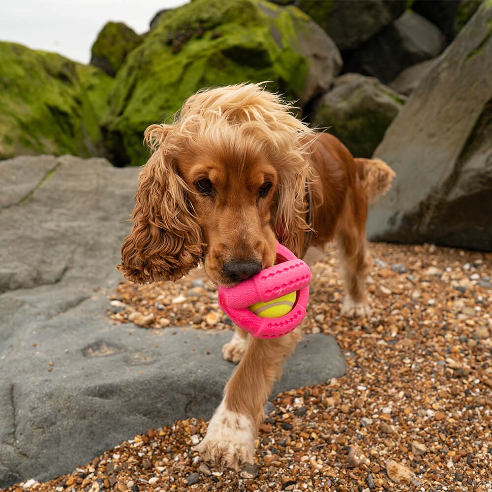 Frubba Play Cross Ball with Cocker Spaniel in playtime