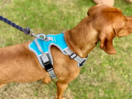 Henry Wag Dog Travel Harness