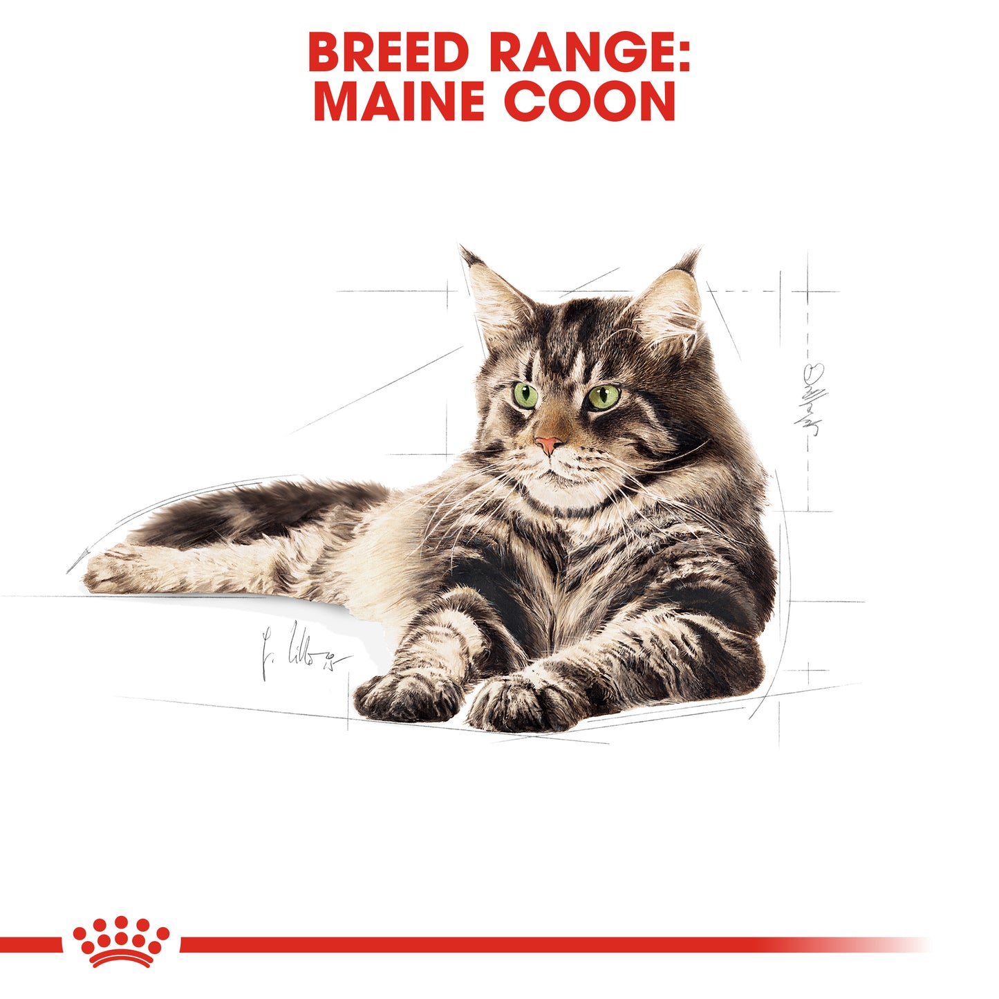 Royal Canin Maine Coon Dry Cat Food