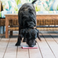 Lickimat Tuff Playdate Treat Mat